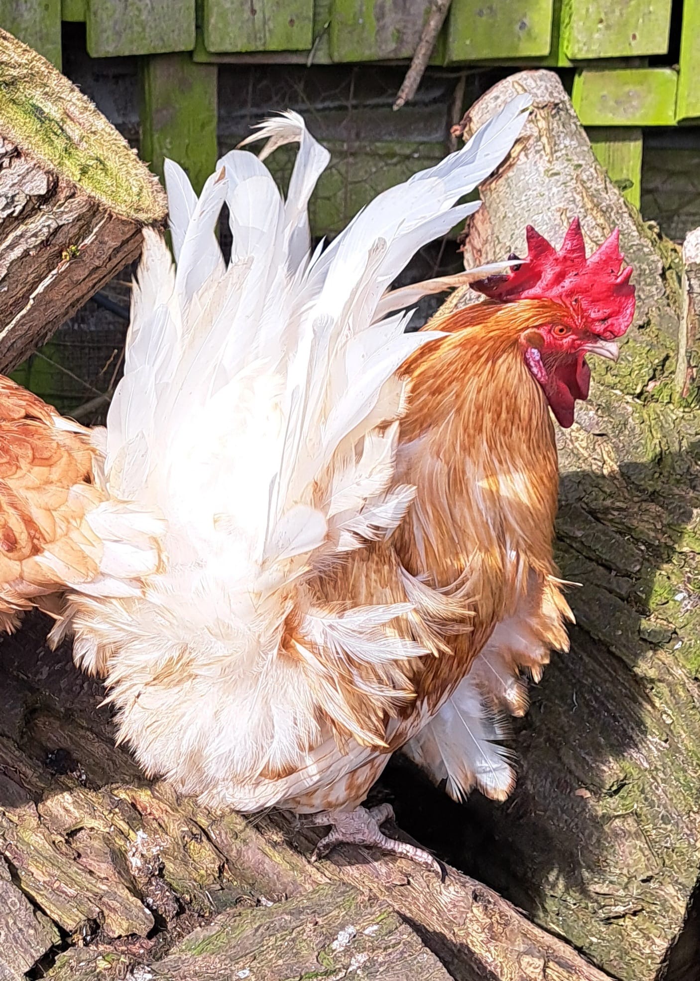 A rescued cockerel basking in the sunlight