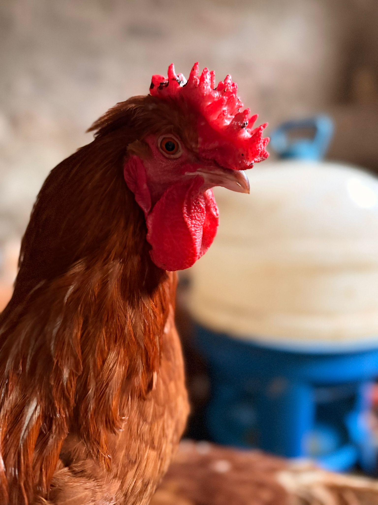 A rescued hen in the sunlight
