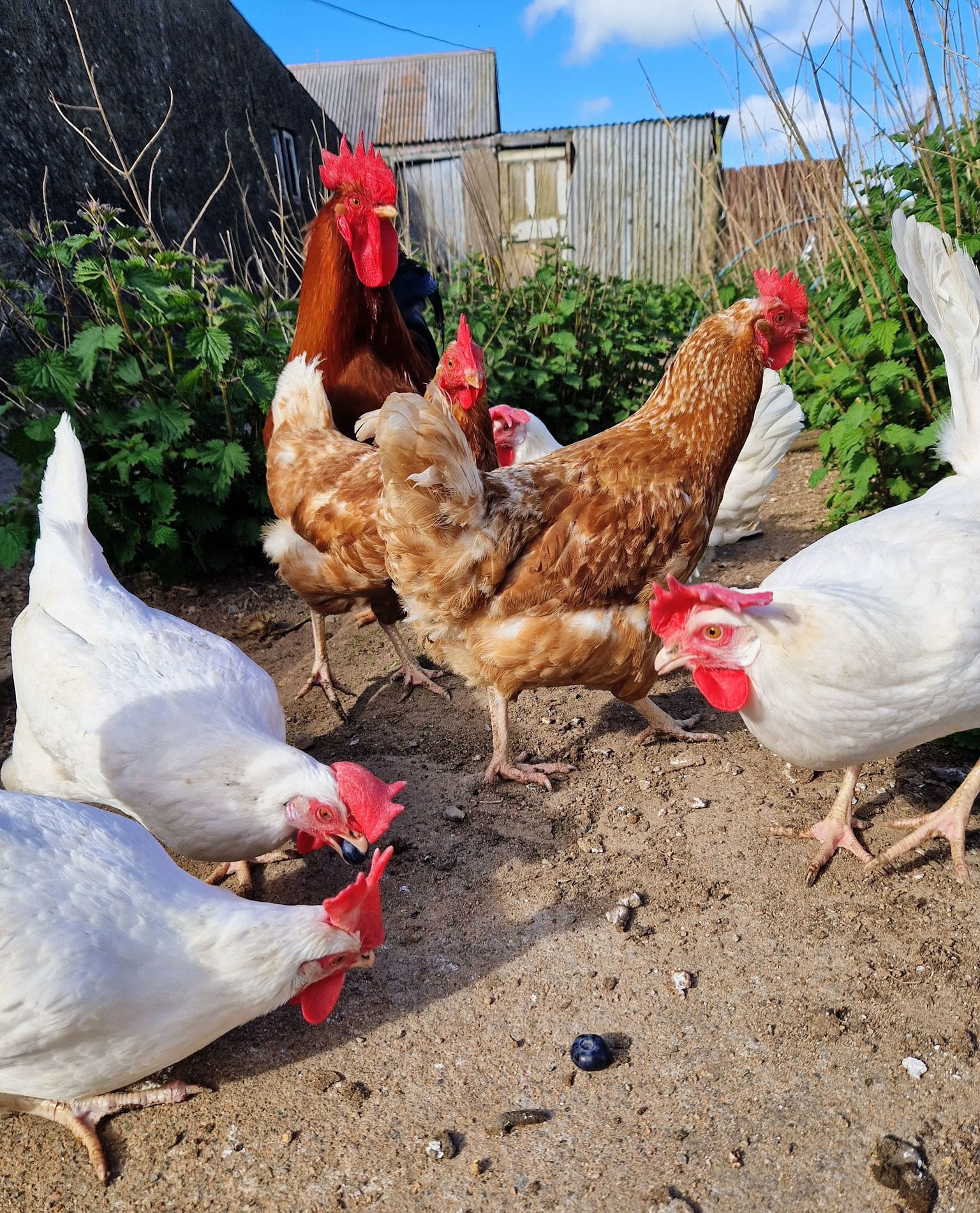 A flock of rescued hens and a rooster foraging in the sunshine